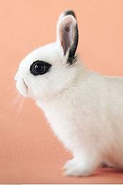 获得TGA年度最佳提名后 《小丑牌》移动端收入猛增